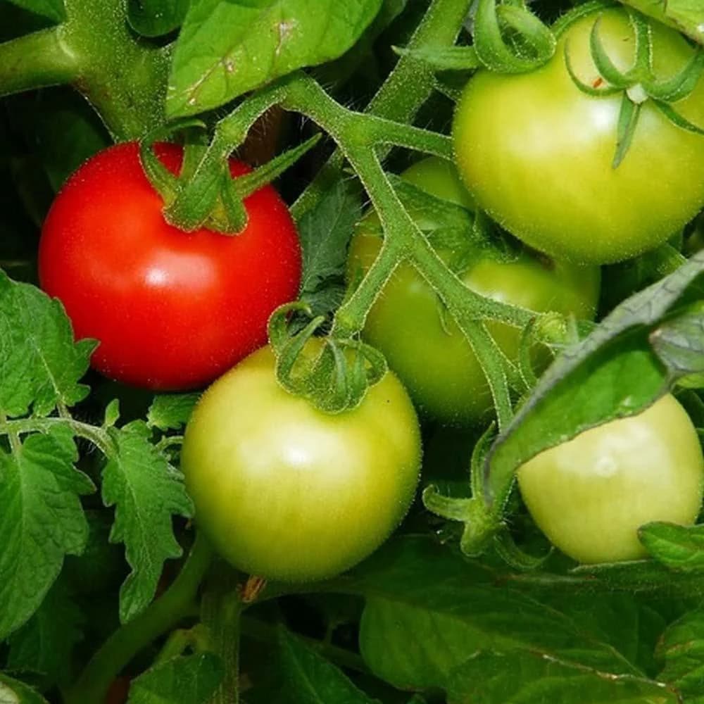 Ace Tomato Seeds