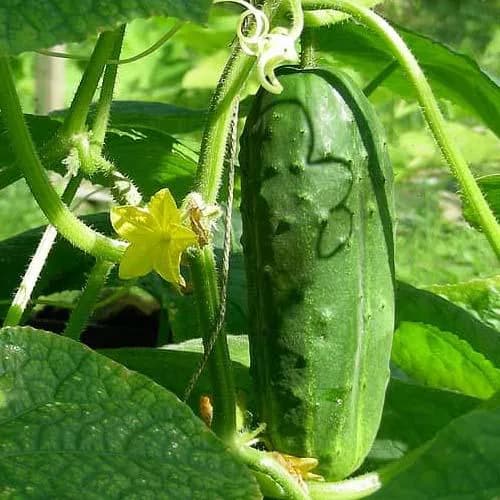 Alpha Cucumber | Seeds