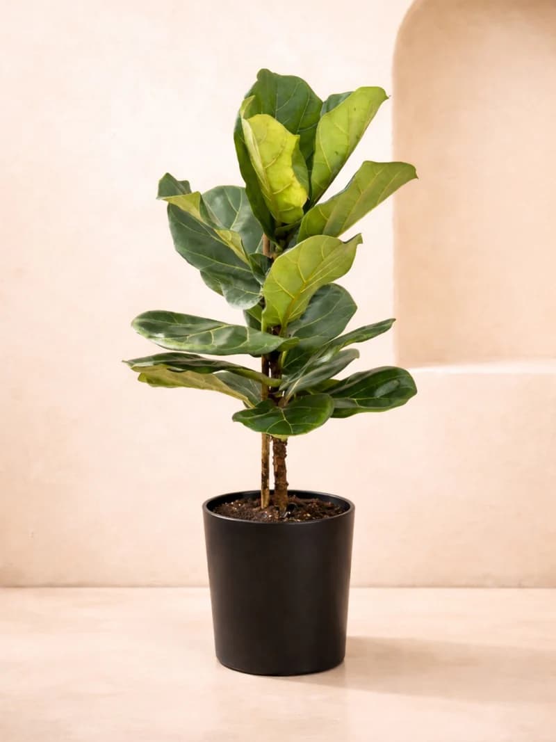 Fiddle Leaf Plant