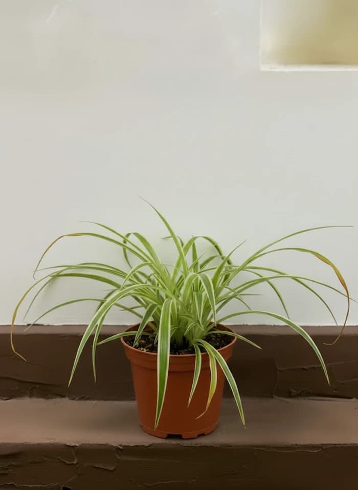 Spider Plant
